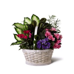 Dish Garden Basket