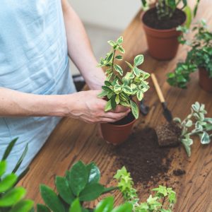 Designers Choice Planter